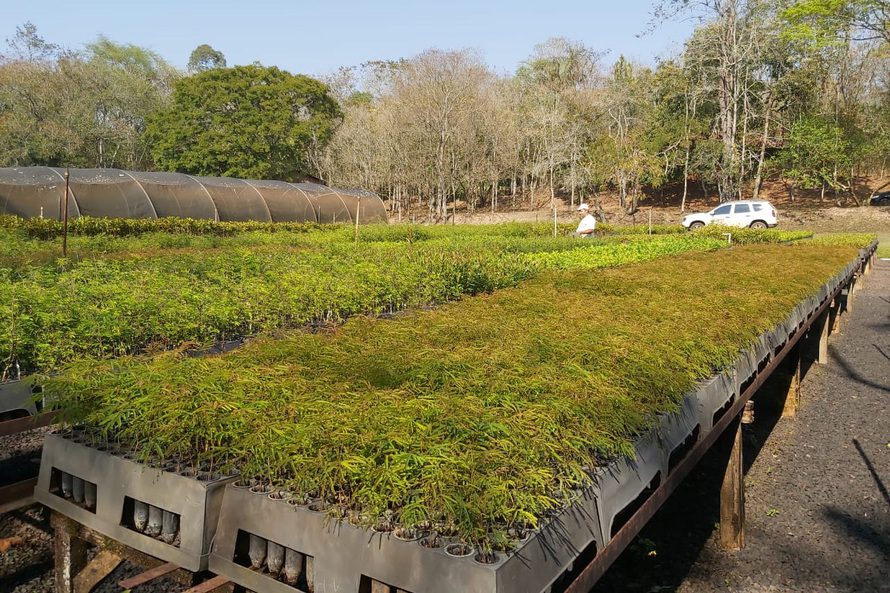 Governo do Estado inicia programa de incentivo à arborização