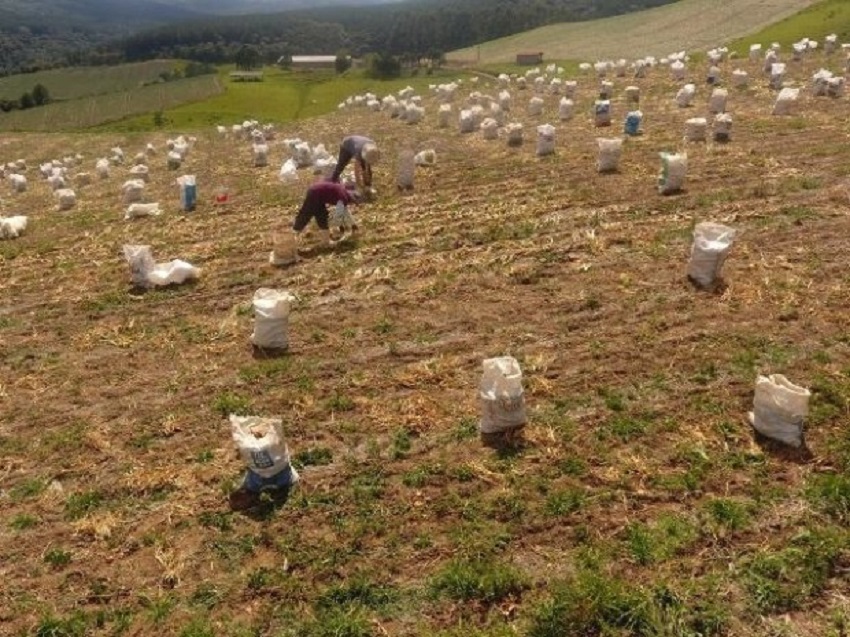 Santa Catarina é o Estado maior produtor de cebola no Brasil, com 30% da produção nacional