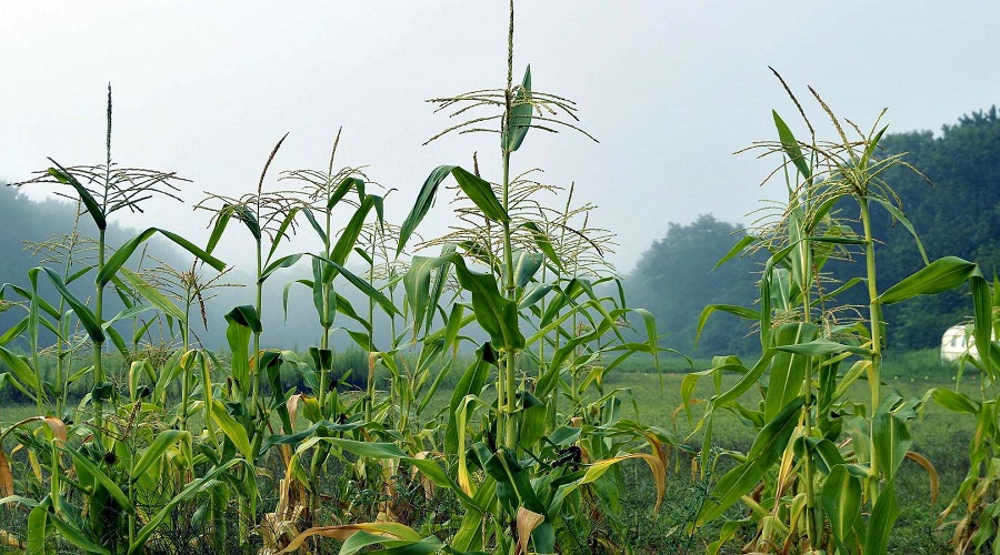 Com foco no milho, IDR-Paraná analisa reflexos do inverno na agricultura