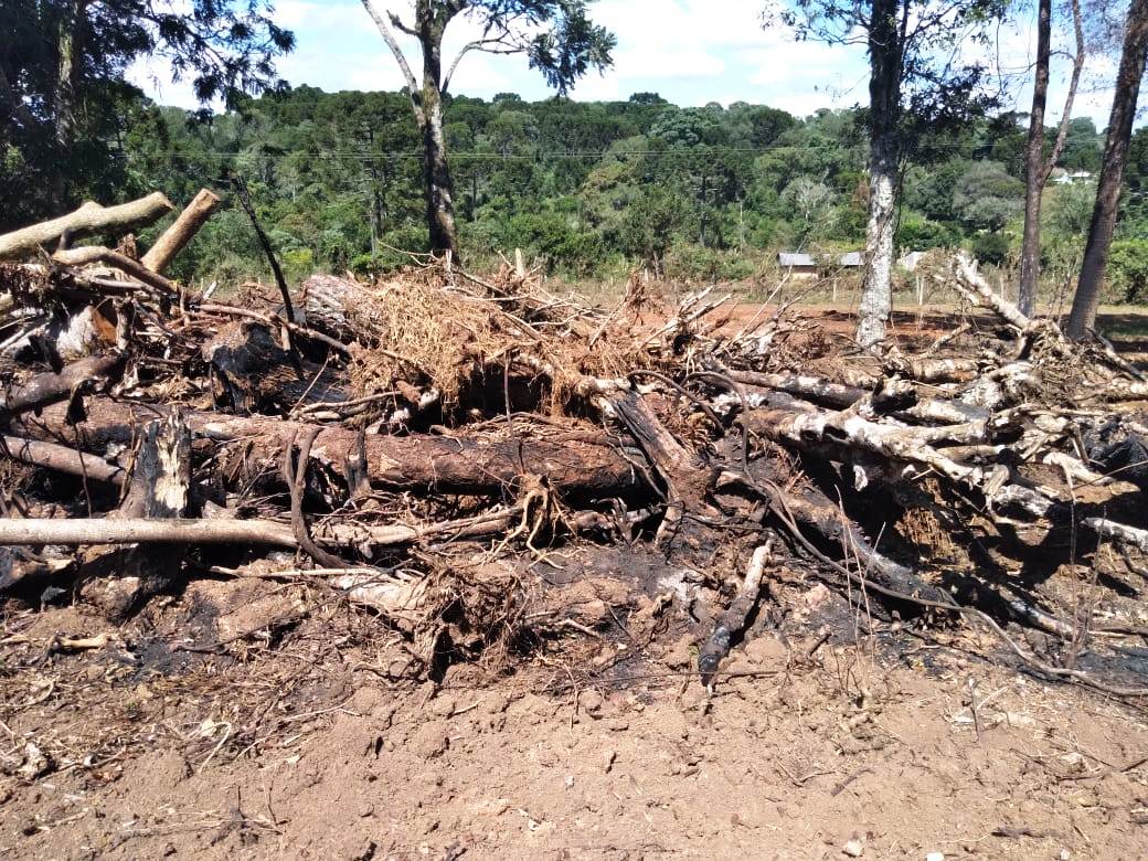 Homem é multado em 56 mil reais em Prudentópolis por destruição de vegetação nativa