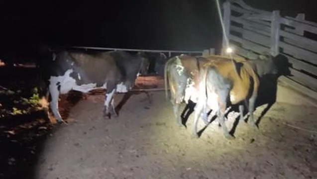 Após tentativa de furto de boi, proprietário se arma e defende sua propriedade em Mallet