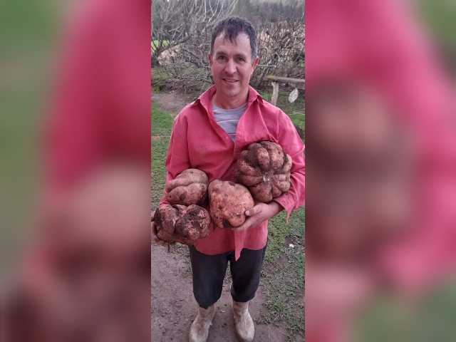 Morador do interior de São João do Triunfo colhe batata-doce gigante