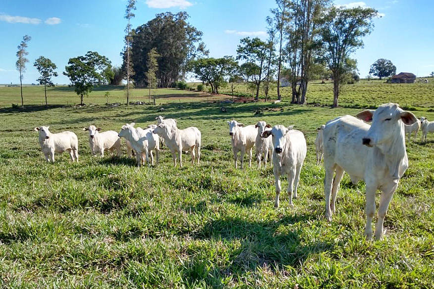 Sistema que integra lavoura e pecuária traz benefícios aos produtores