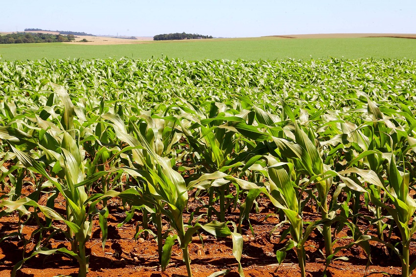 Dados apontam recorde na produção de milho no Paraná sobretudo por aumento de área plantada