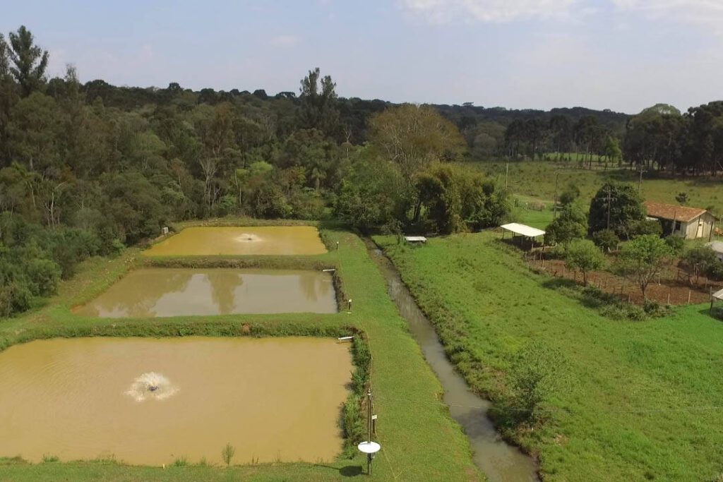 Piscicultura faz parte da formação de alunos da Casa Familiar Rural de São Mateus do Sul