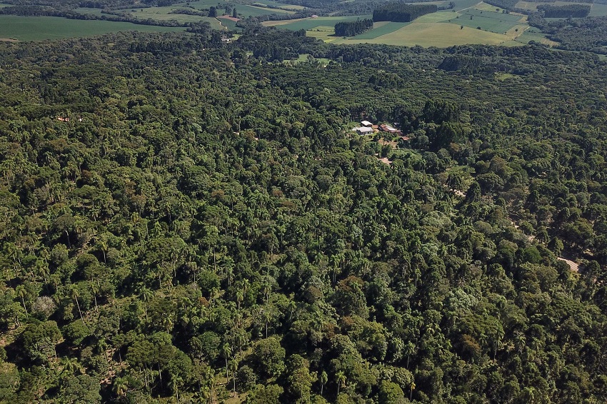 Produção de riquezas florestais da região coloca Paraná em 2º lugar no Brasil