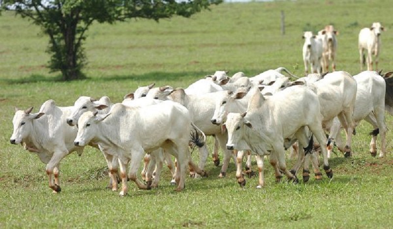 Prefeitura confirma dois casos de raiva bovina em Palmeira