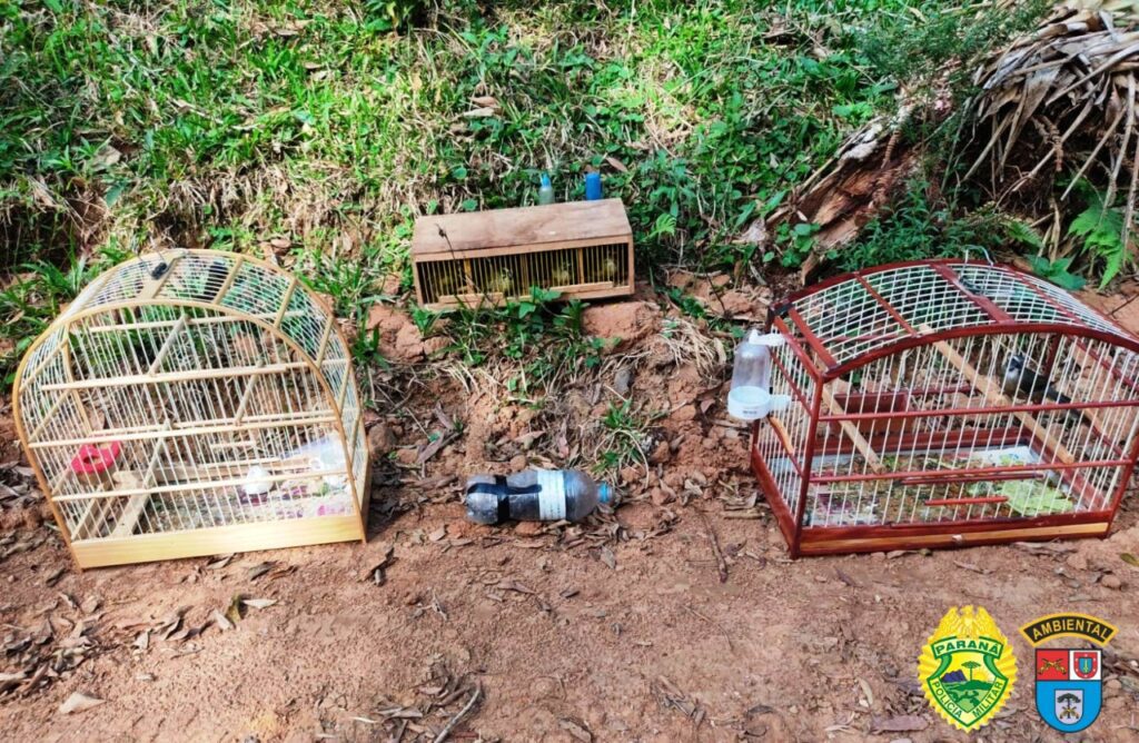 Duas pessoas são presas em flagrante por pesca e transporte de pássaros silvestres