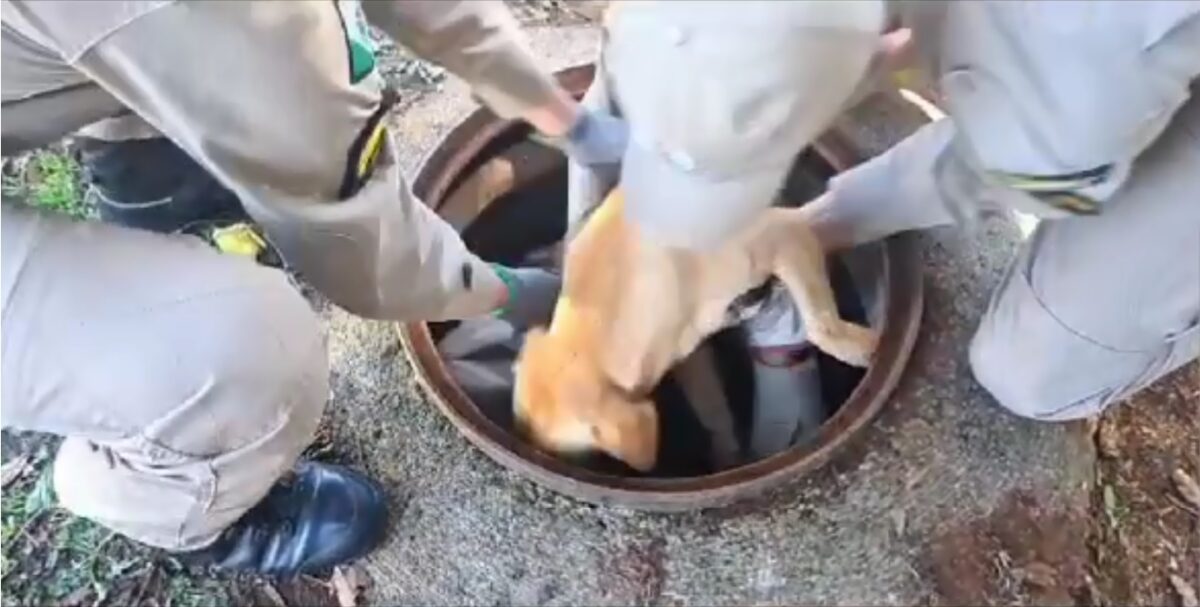 VÍDEO: cachorro caramelo é resgatado de bueiro por bombeiros no Paraná e emociona todos