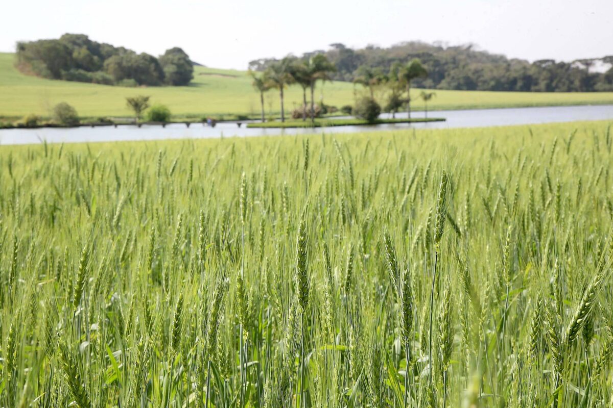 Agricultura reforça importância do seguro rural para o produtor