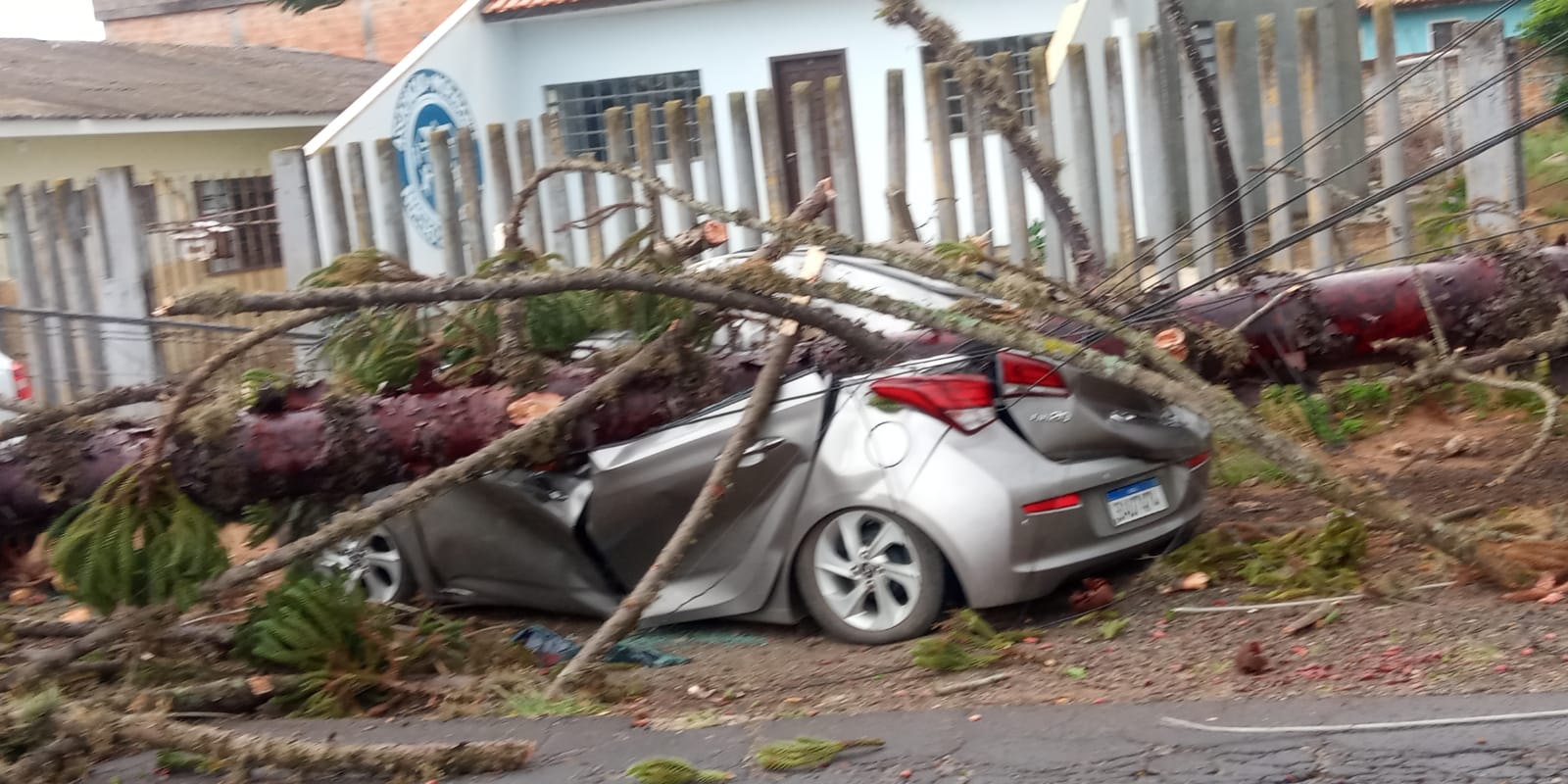 Após ventania árvore esmaga carro em frente ao CMEI em PG