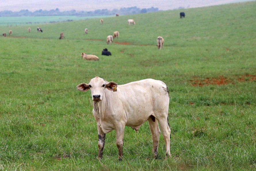 Raiva animal exige vacina e alerta no campo e na cidade