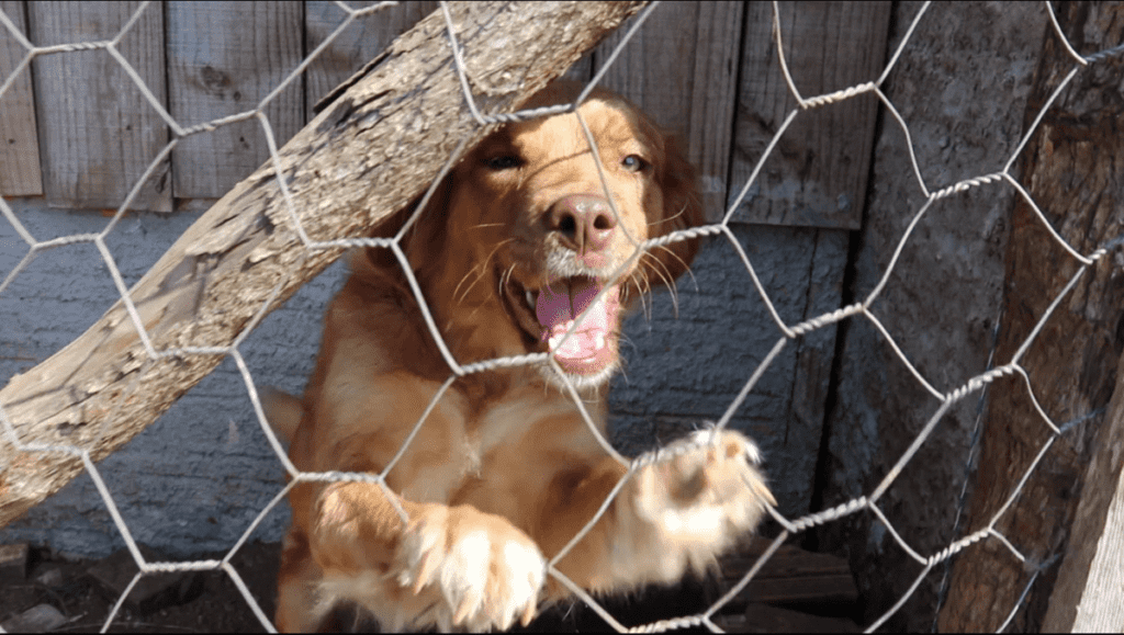 Em casa voluntária cuida de cães e gatos abandonados nas ruas de Antônio Olinto.