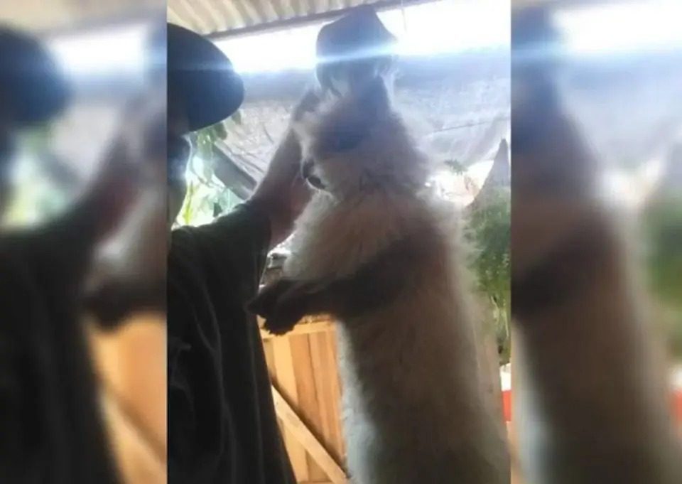 Homem faz “massacre de pets” para obrigar mulher a responder mensagem