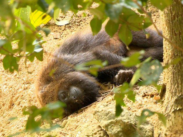 Macaco bugio é encontrado morto no interior de São Mateus do Sul