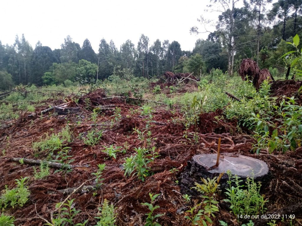 Em São João do Triunfo, proprietário rural é multado em mais de R$ 100 mil por corte de 211 araucárias
