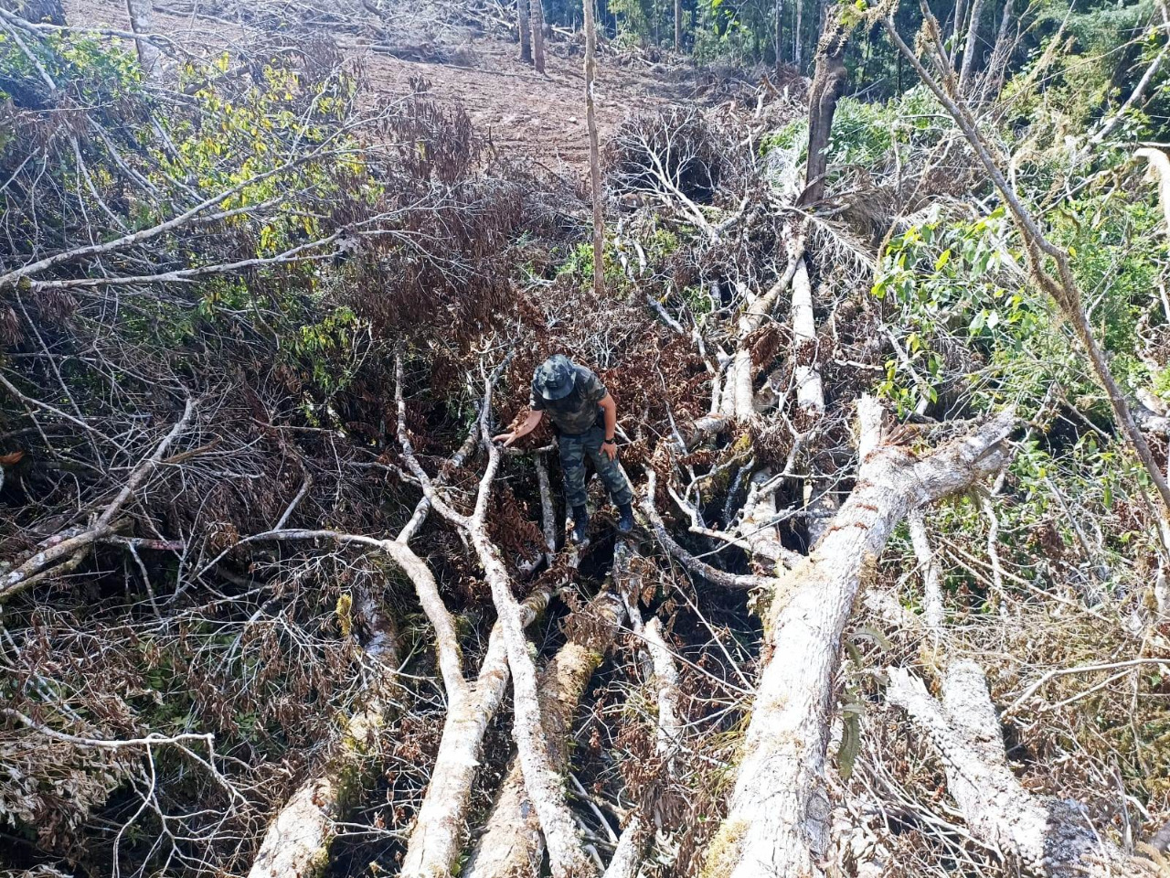 Homem é multado em 230 mil por destruição de pinheiro araucária e  xaxim na Lapa