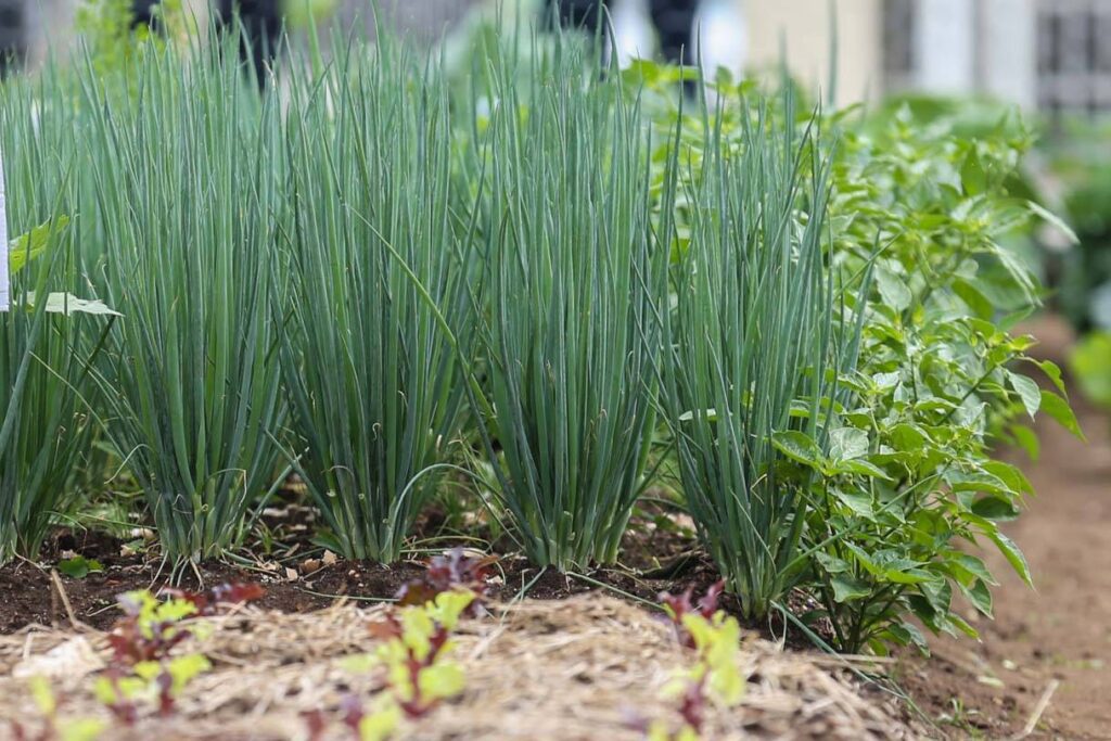 Agricultura lança cartilha com dicas para horta em pequenos espaços