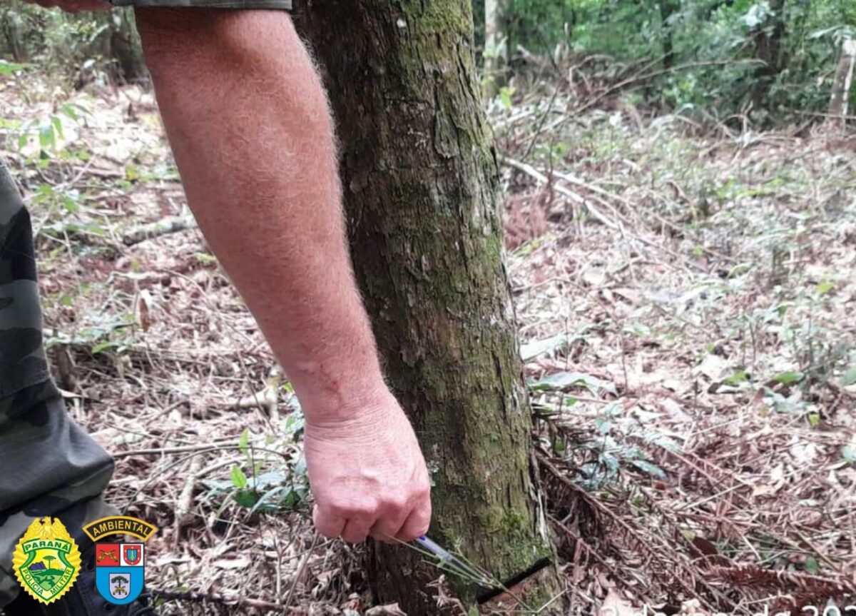 Destruição de mais de 3 hectares de mata nativa resulta em multa de R$ 42 mil no Paraná