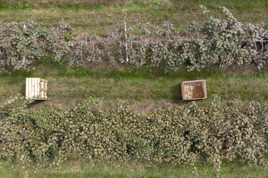 Em Antonio Olinto está uma das maiores fazendas produtoras de Kiwi do Paraná; você sabia?
