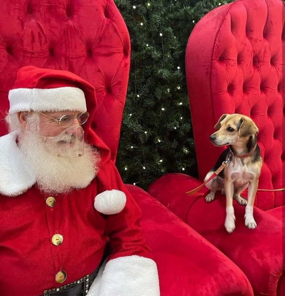 Cãozinho sai sozinho para dar uma volta, pega ônibus e tira foto com Papai Noel