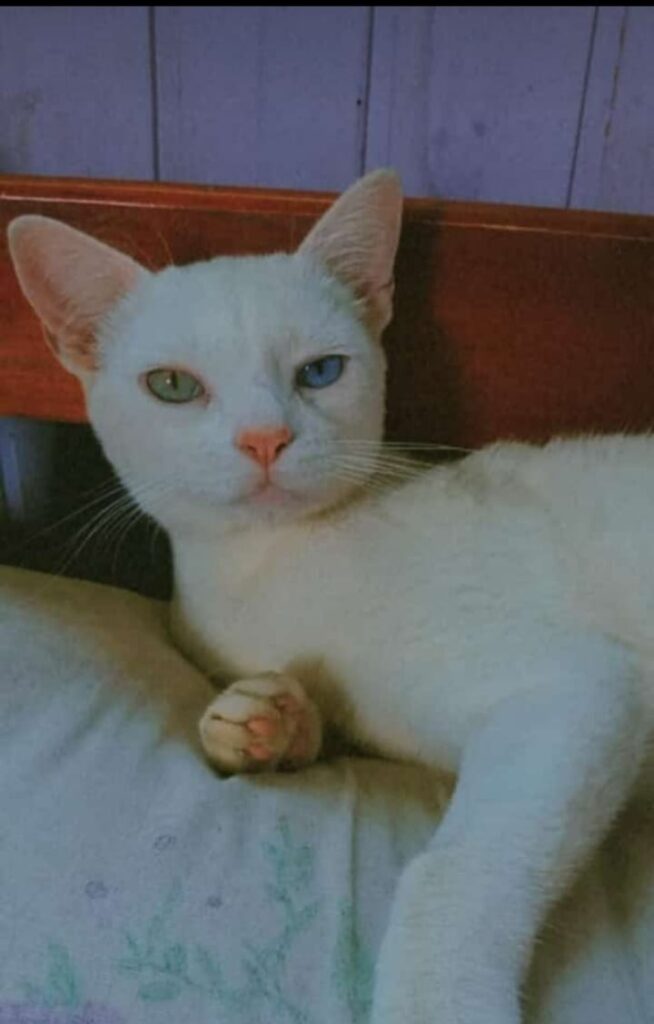 ‘Crueldade’: morador relata envenenamento de gatos em São Mateus do Sul