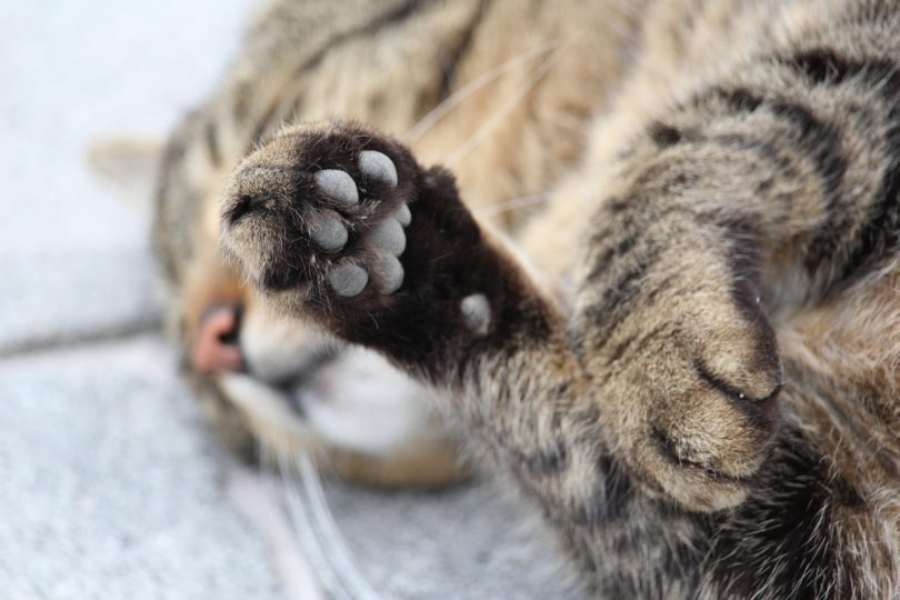 Gato morre em Mallet e vizinho é suspeito de atirar contra o animal com espingarda de pressão