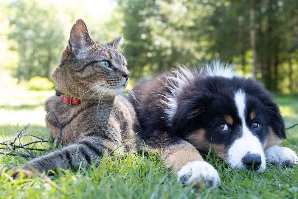 PetCenso 2023: confira os nomes e as raças de cães e gatos mais comuns no Brasil