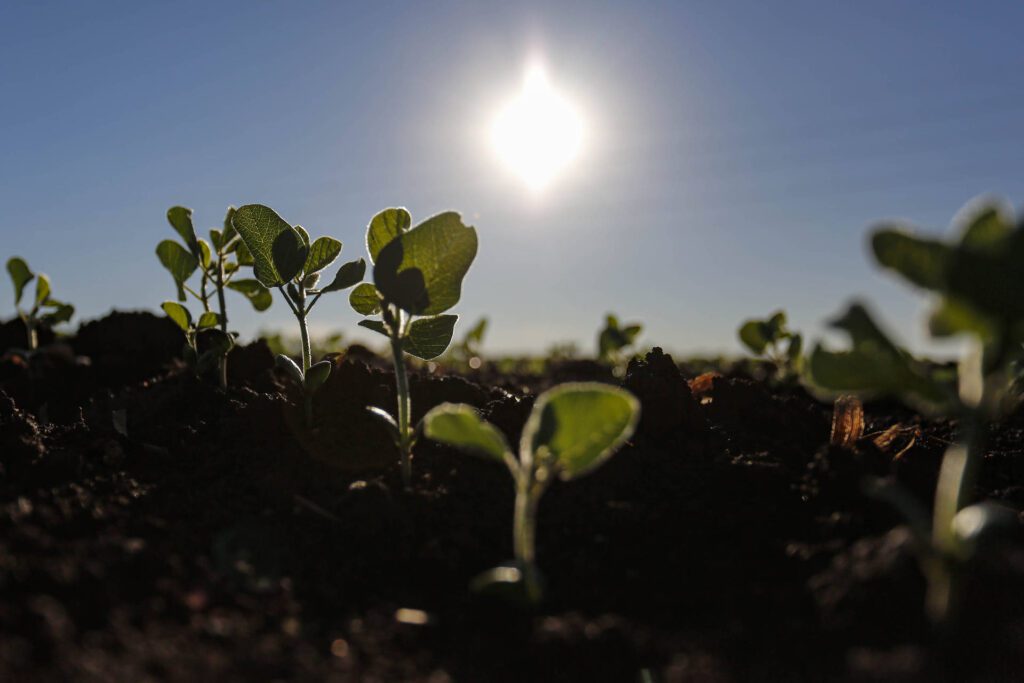 Produtores iniciam plantio da soja e área de cultivo deve chegar a 5,62 milhões de hectares