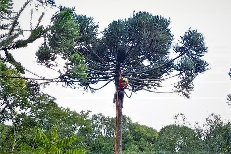 Homem sobe em araucária para pegar pinhão e não consegue descer