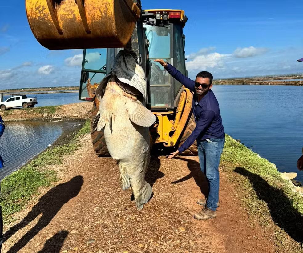 Peixe de quase 200 quilos é encontrado em fazenda de produção de camarão