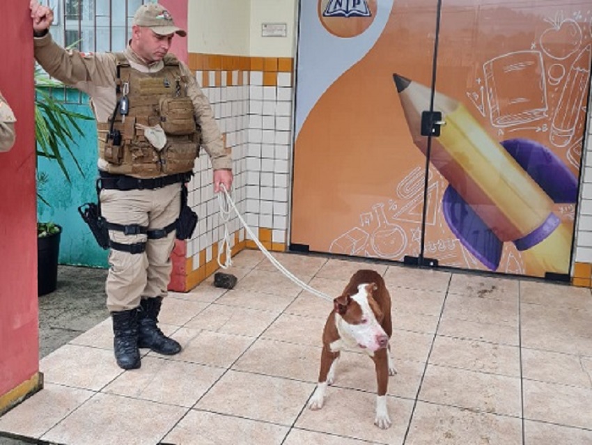 Pitbull ataca estudantes dentro de escola em Porto União e fere quatro adolescentes