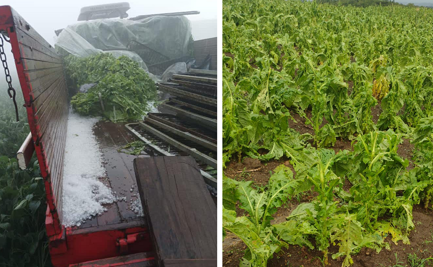 Triunfo, novamente, é atingido por temporal com granizo e prejuízos em lavouras