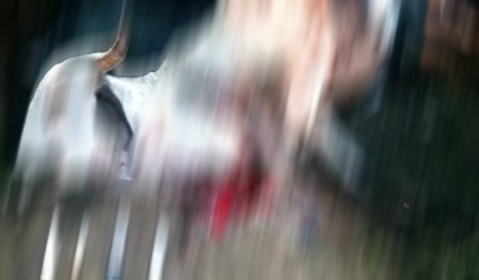 Dupla foge ao ser flagrada carneando vaca que mataram em propriedade particular