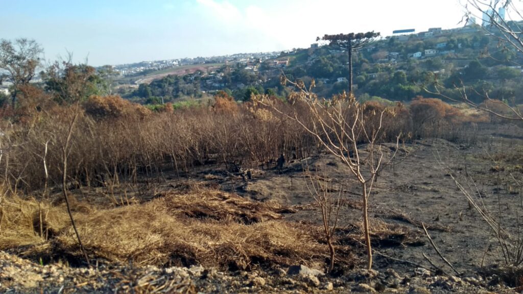 Queimadas urbanas na cidade de Ponta Grossa são recorrentes