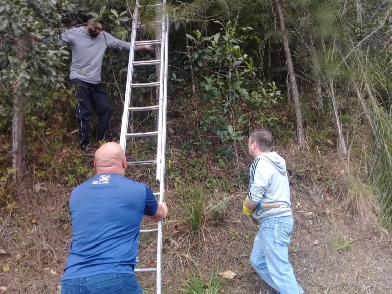 Macaco bugio é encontrado morto em União da Vitória