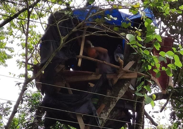 São-mateuense constrói casa na árvore na avenida de Curitiba