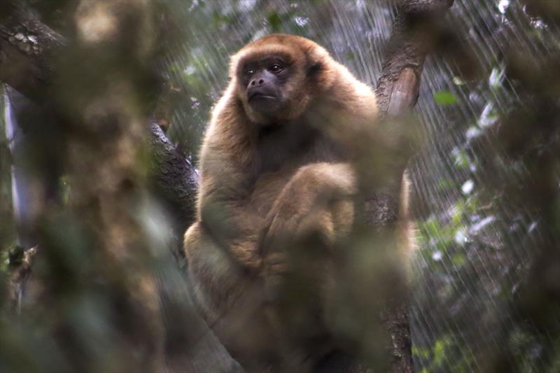 São Mateus do Sul e municípios da região registram mortes de macacos por febre amarela