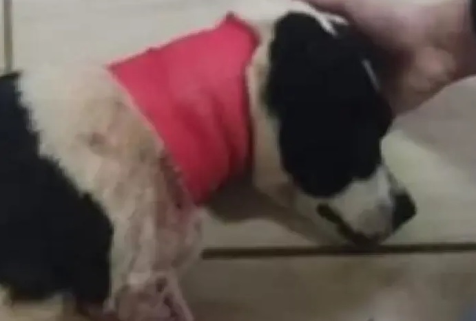 Cachorro é esfaqueado por adolescente de 13 anos no PR