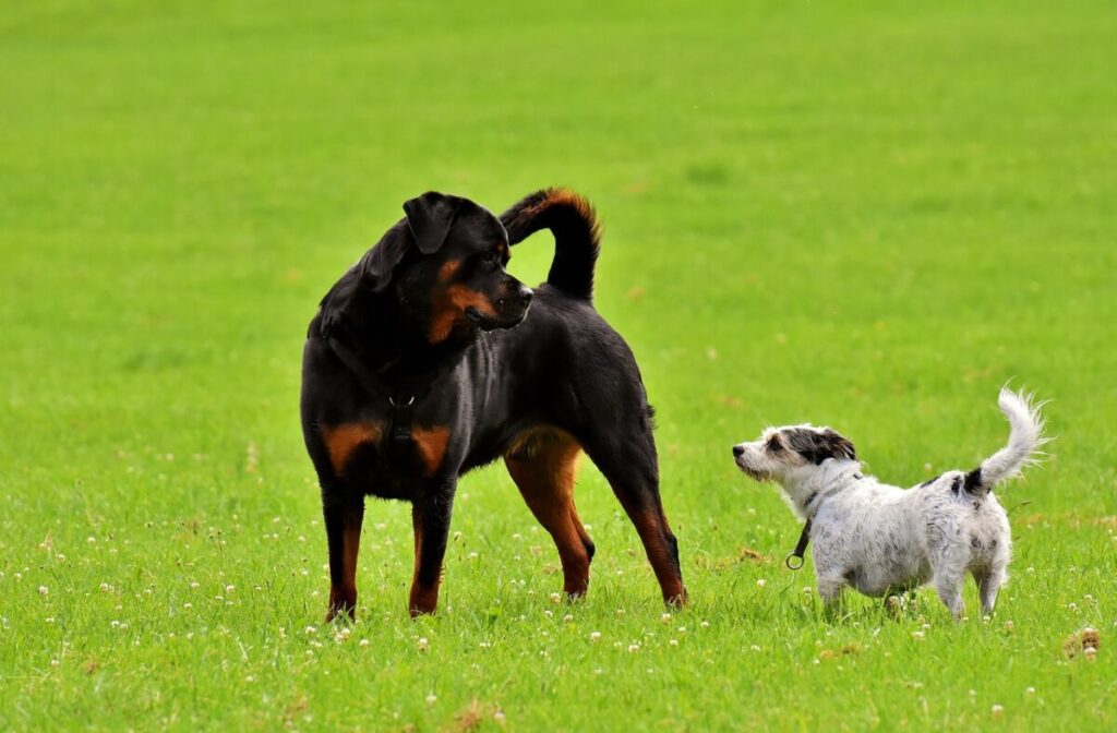 Passeio com cachorro gera ataque e amplia confusão entre vizinhos na Vila Americana