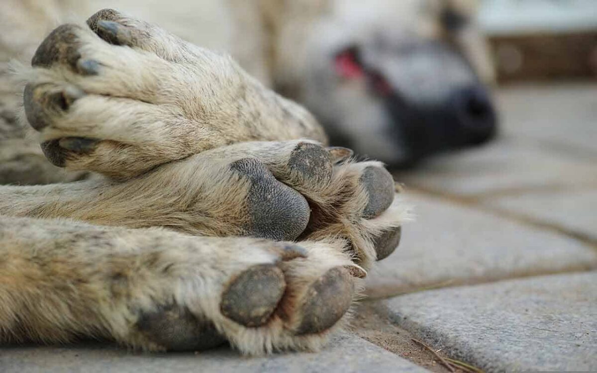 Pai denuncia filho após ele matar cachorro e homem é preso em flagrante em Palmeira