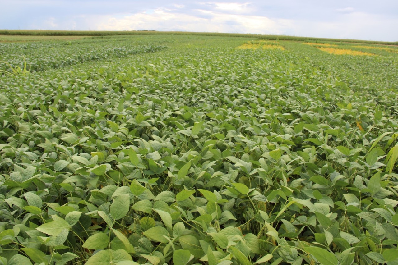 Soja: produção paraguaia pode crescer pelo aumento do plantio e clima favorável