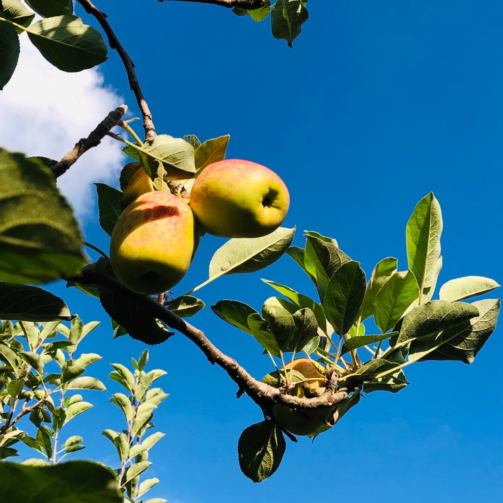 Produtores do Paraná: aplicativo para contar as horas de frio é criado pelo IDR-Paraná