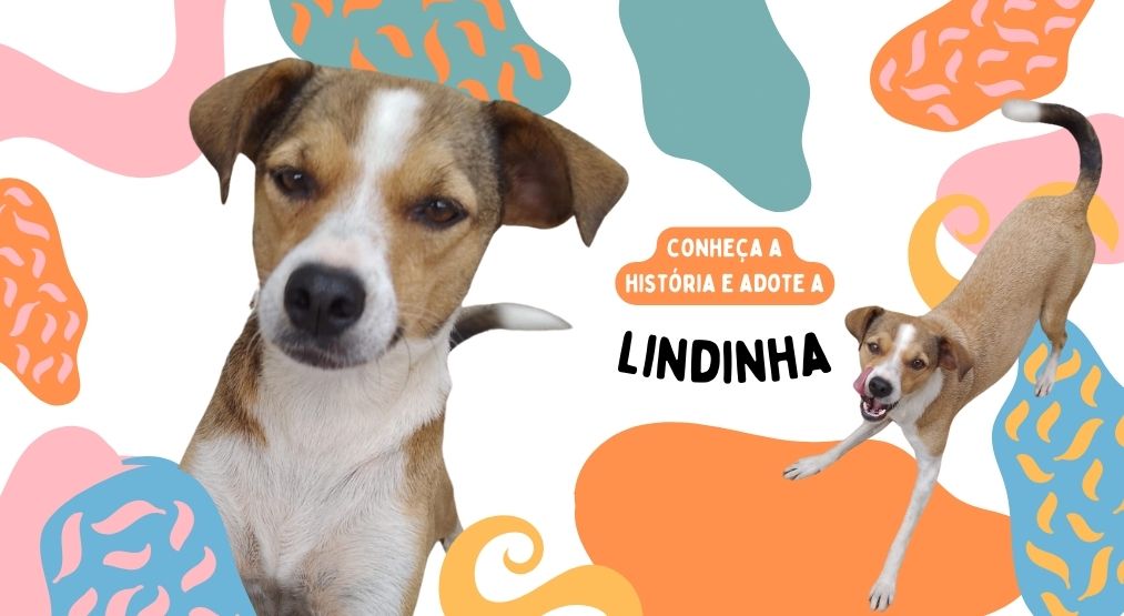 Conheça Lindinha, a cachorra que pode ser a sua nova ‘aumiga’