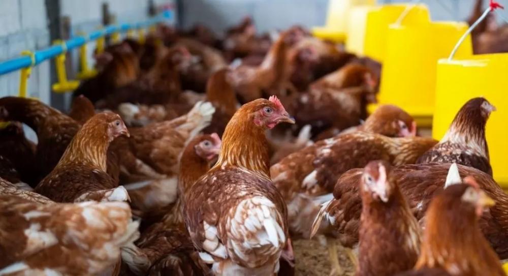Cerca de 30 galinhas são “presas” por perturbação ao sossego em SC
