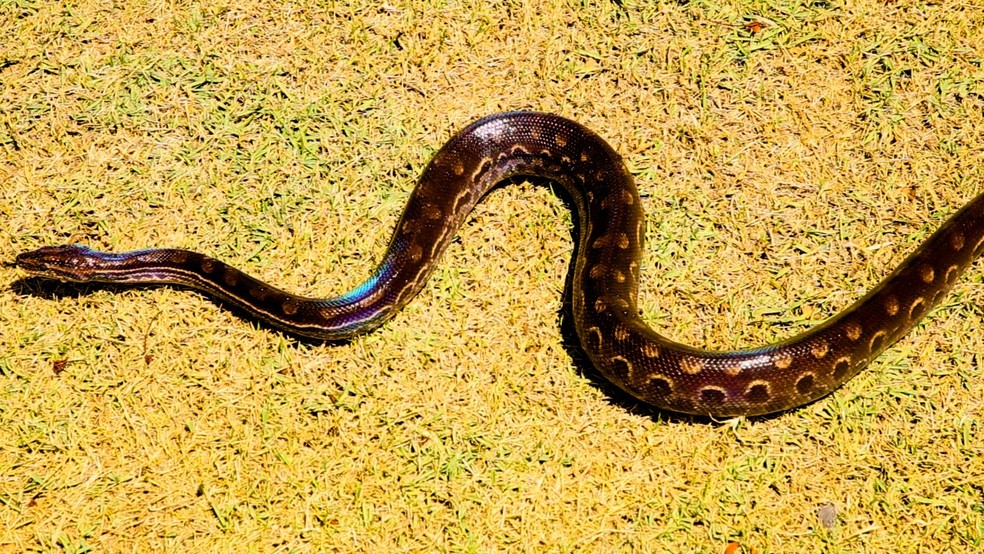 Jiboia 'arco-íris' encontrada em Vilhena (RO) — Foto: Prefeitura de Vilhena/Reprodução