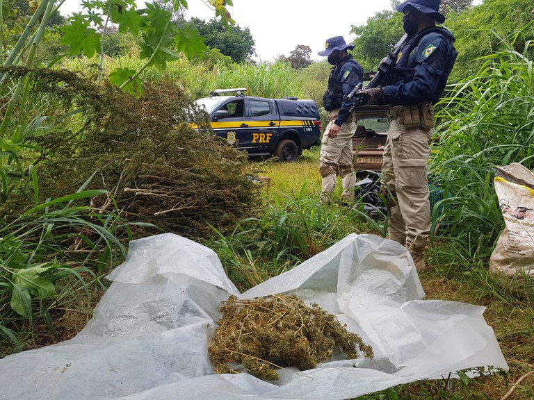 PRF descobre galpão de plantação de maconha no Paraná