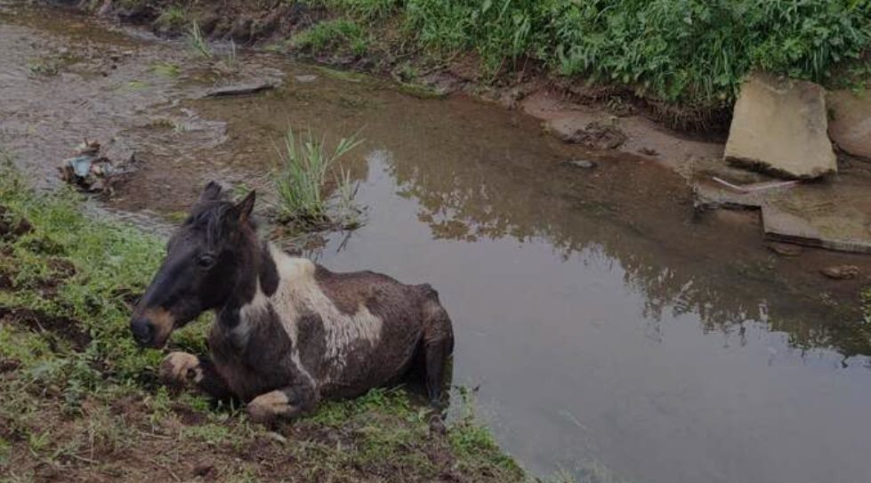 Após queda em vala, cavalo é resgatado pelo Corpo de Bombeiros em Irineópolis