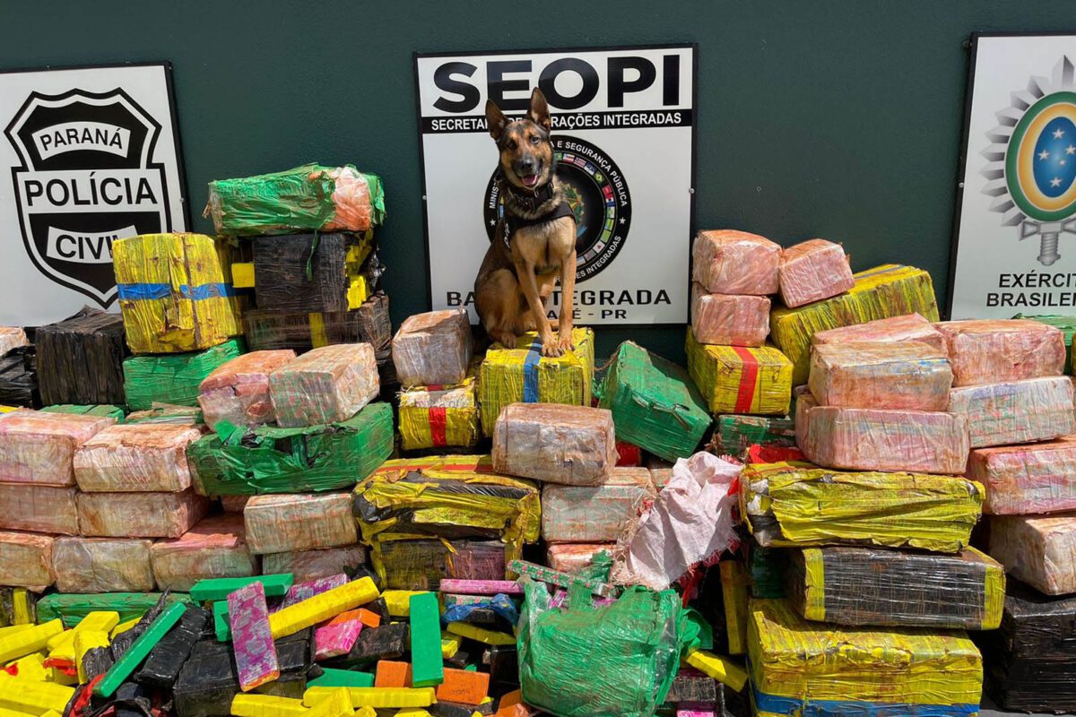 PCPR faz sua maior apreensão de drogas no ano: 3,5 toneladas de maconha