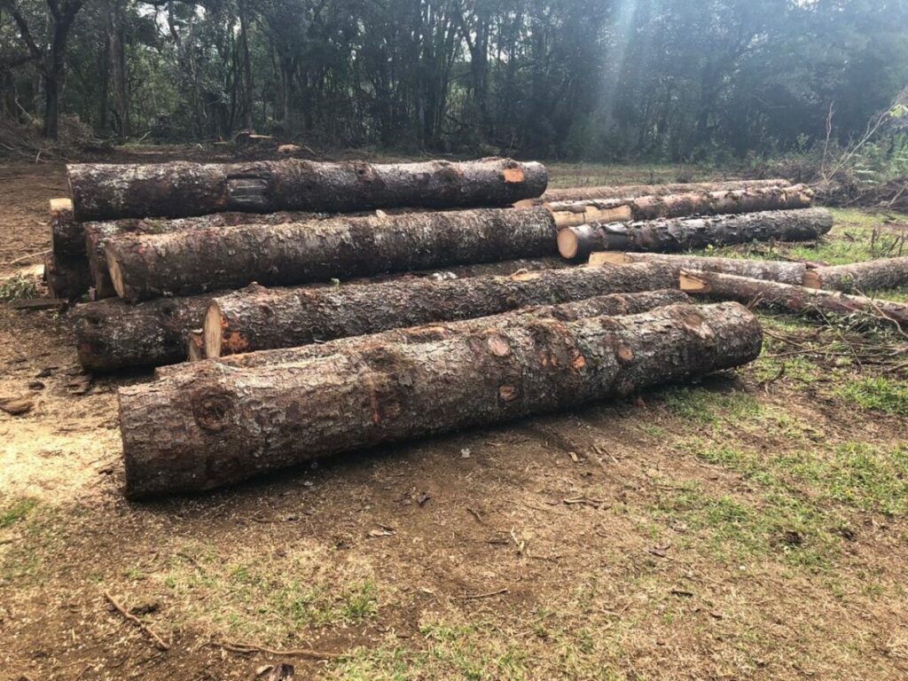 Desmatamento: cerca de 20 araucárias foram cortadas ilegalmente em São Mateus do Sul, diz PM